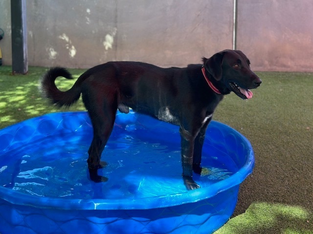 Darth, an adoptable Labrador Retriever Mix in Glendale, AZ_image-2