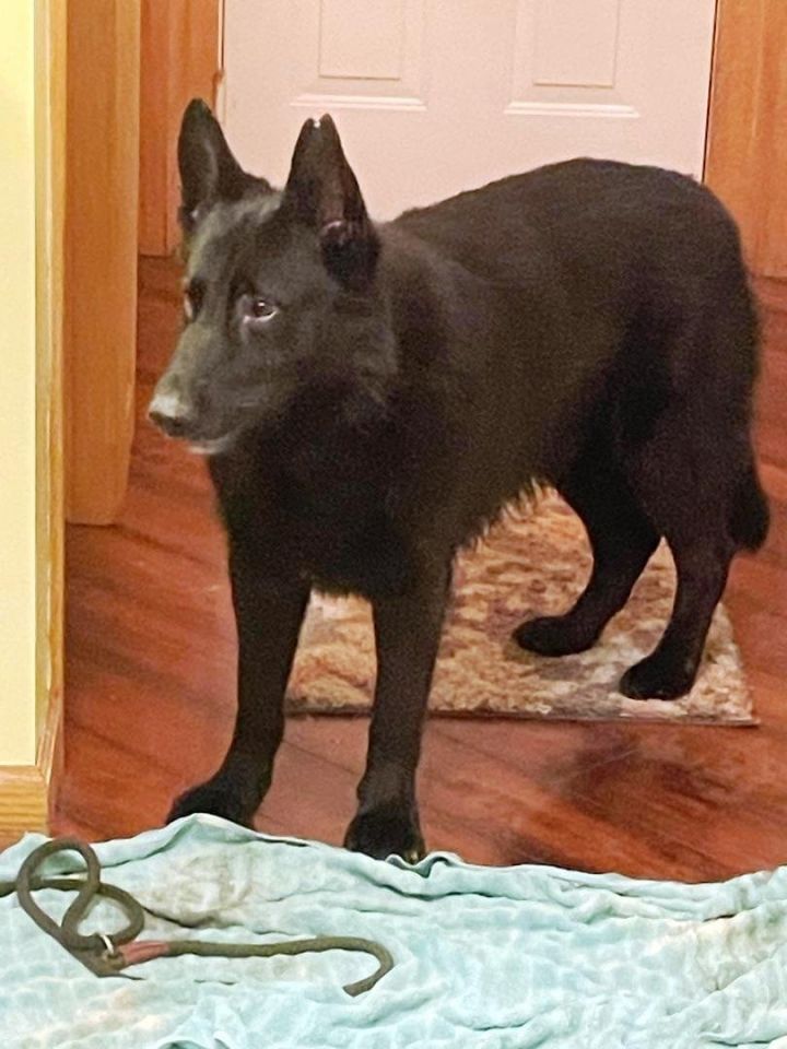 Max the GSD 3