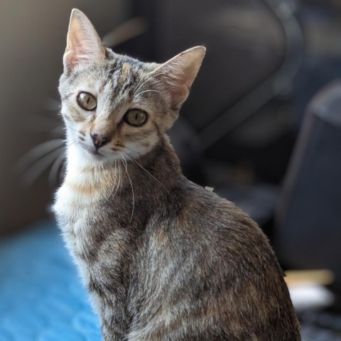 Sparkler, an adoptable Domestic Short Hair in Los Angeles, CA_image-1