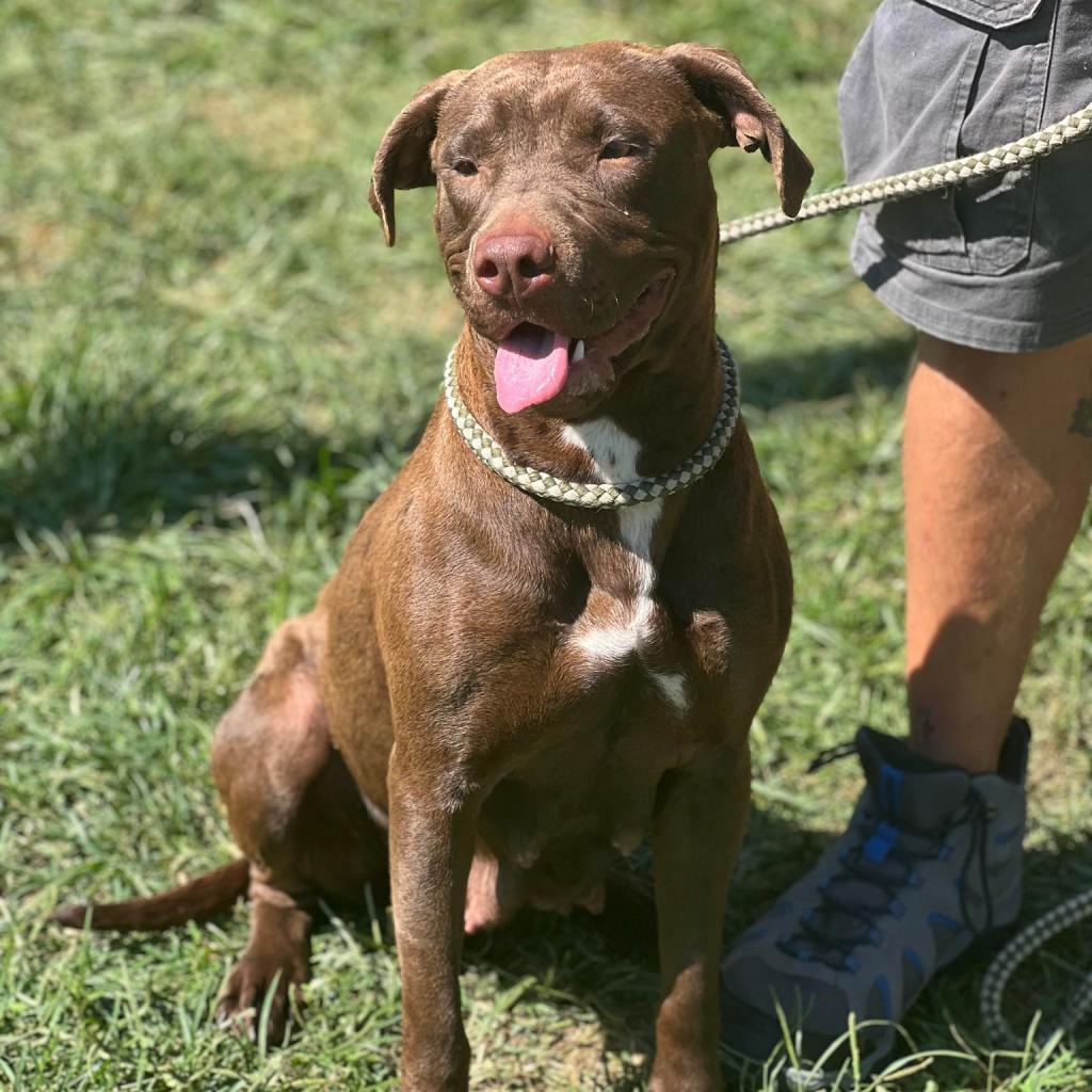 Cha Cha, an adoptable Mixed Breed in Huntington, WV, 25704 | Photo Image 1