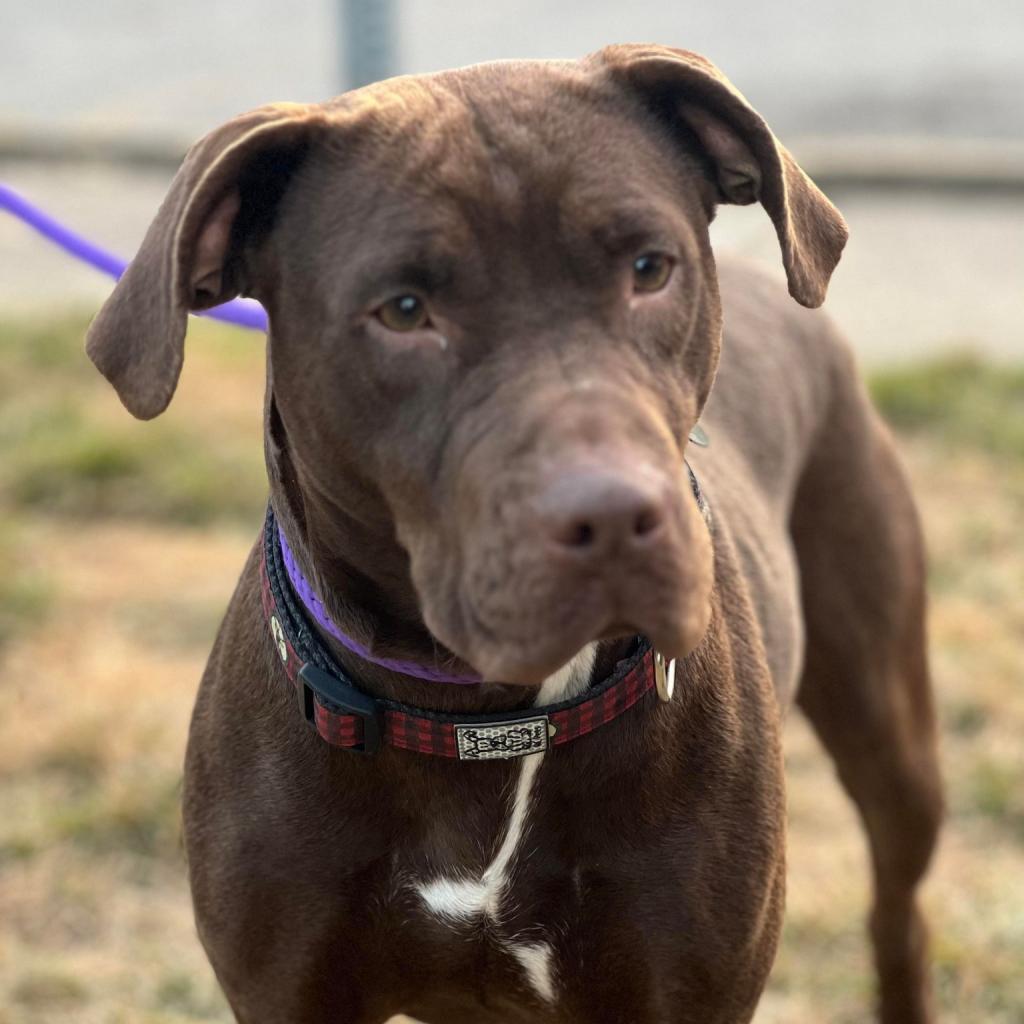 Cha Cha, an adoptable Mixed Breed in Huntington, WV, 25704 | Photo Image 2