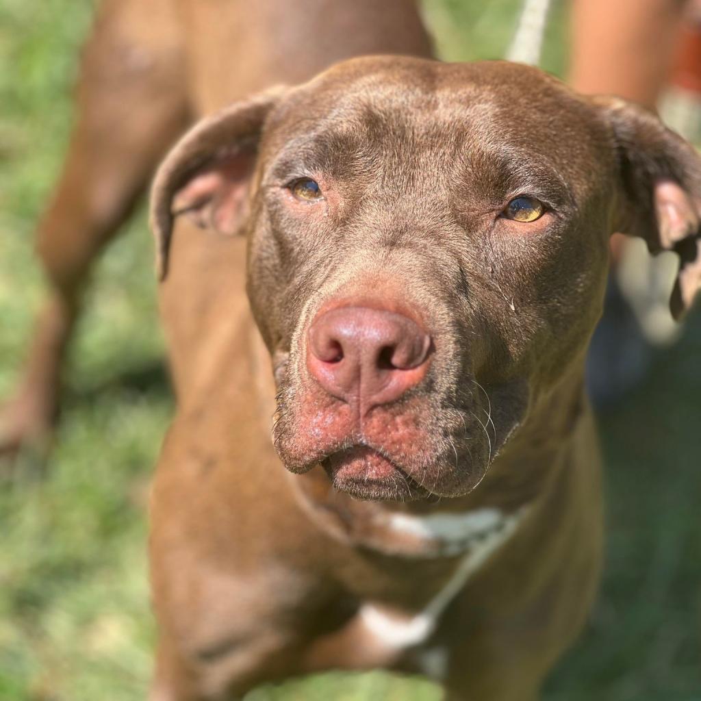 Cha Cha, an adoptable Mixed Breed in Huntington, WV, 25704 | Photo Image 3