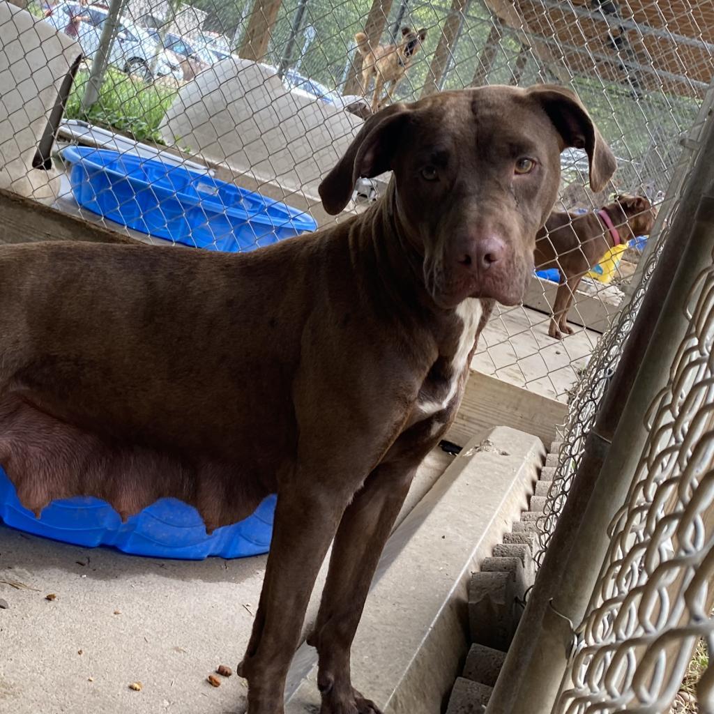 Cha Cha, an adoptable Mixed Breed in Huntington, WV, 25704 | Photo Image 4