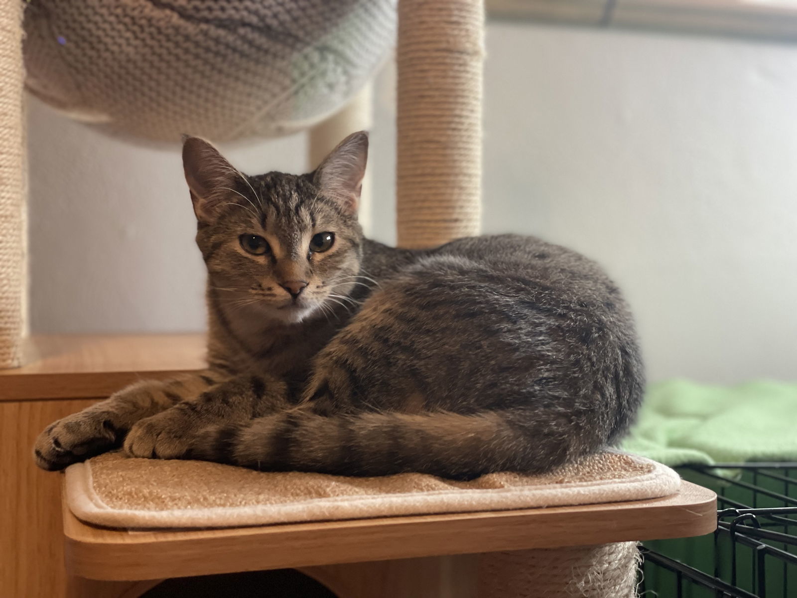 Gravity, an adoptable Domestic Short Hair in Colorado Springs, CO, 80908 | Photo Image 1