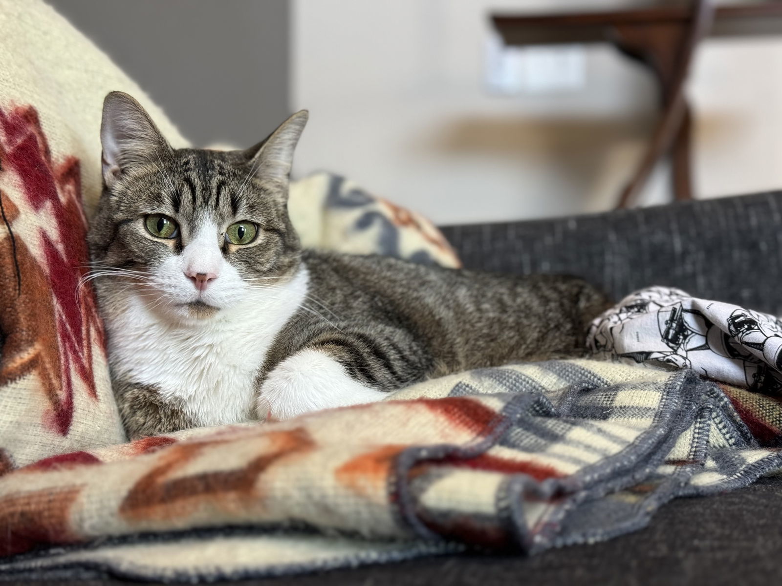 Taus, an adoptable Domestic Short Hair in Colorado Springs, CO, 80908 | Photo Image 3