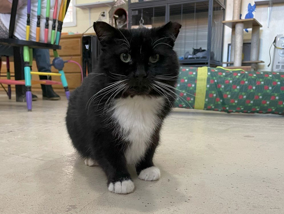 Wrecker, an adoptable Domestic Short Hair in Colorado Springs, CO, 80908 | Photo Image 1