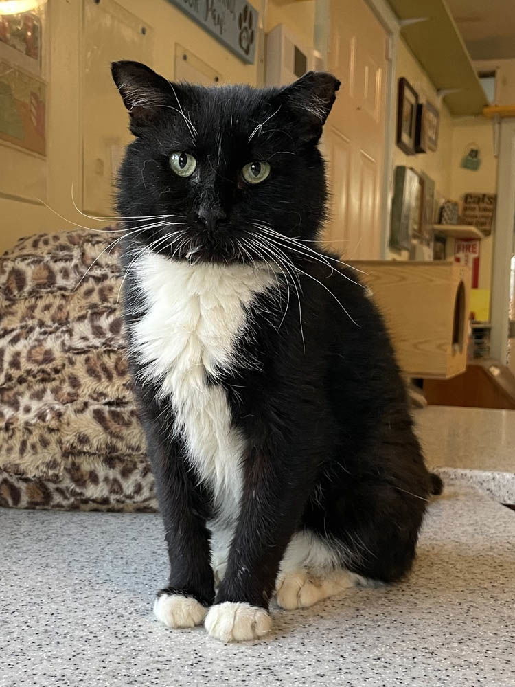 Wrecker, an adoptable Domestic Short Hair in Colorado Springs, CO, 80908 | Photo Image 2