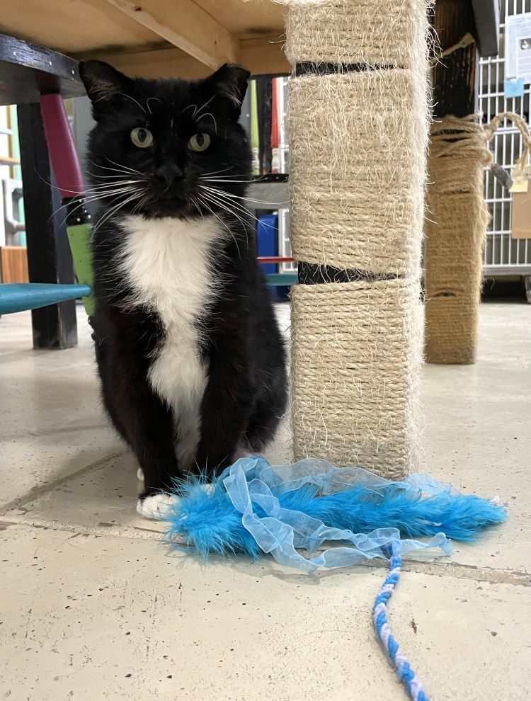 Wrecker, an adoptable Domestic Short Hair in Colorado Springs, CO, 80908 | Photo Image 3