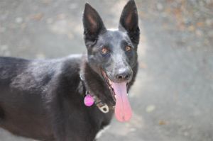 Border Collie mix female 6 years oldChyna This beautiful dog has been on rescu