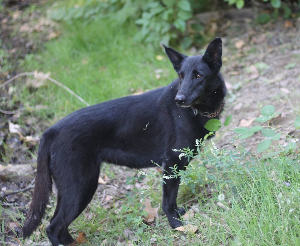 Chyna, an adoptable Border Collie, Belgian Shepherd / Malinois in Paso Robles, CA, 93446 | Photo Image 1