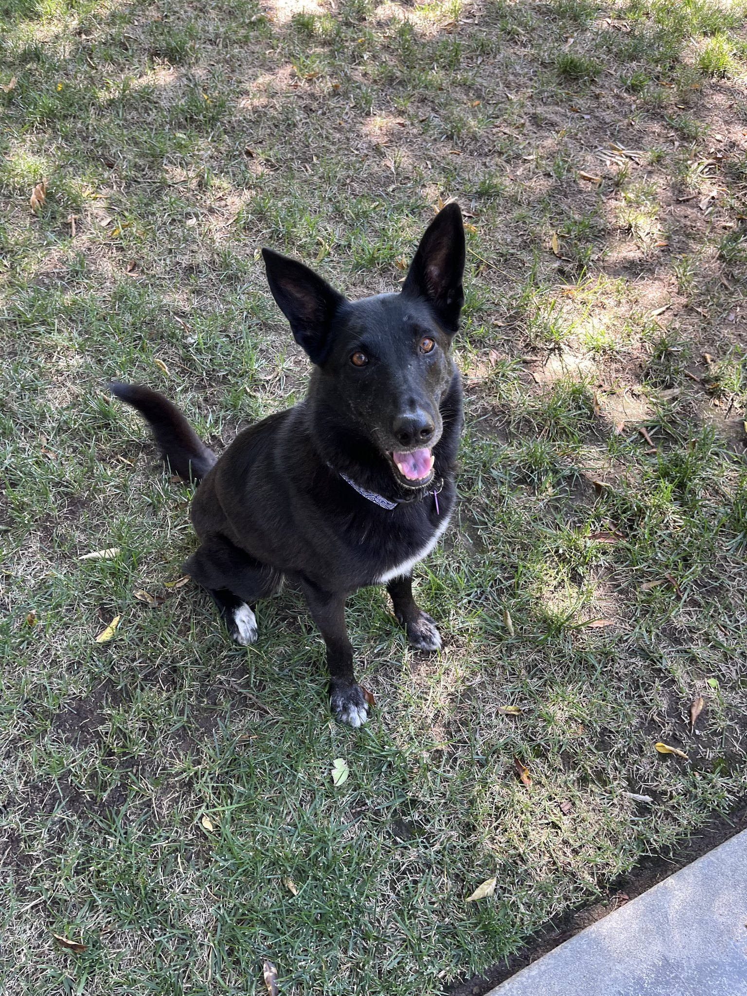 Chyna, an adoptable Border Collie, Belgian Shepherd / Malinois in Paso Robles, CA, 93446 | Photo Image 2