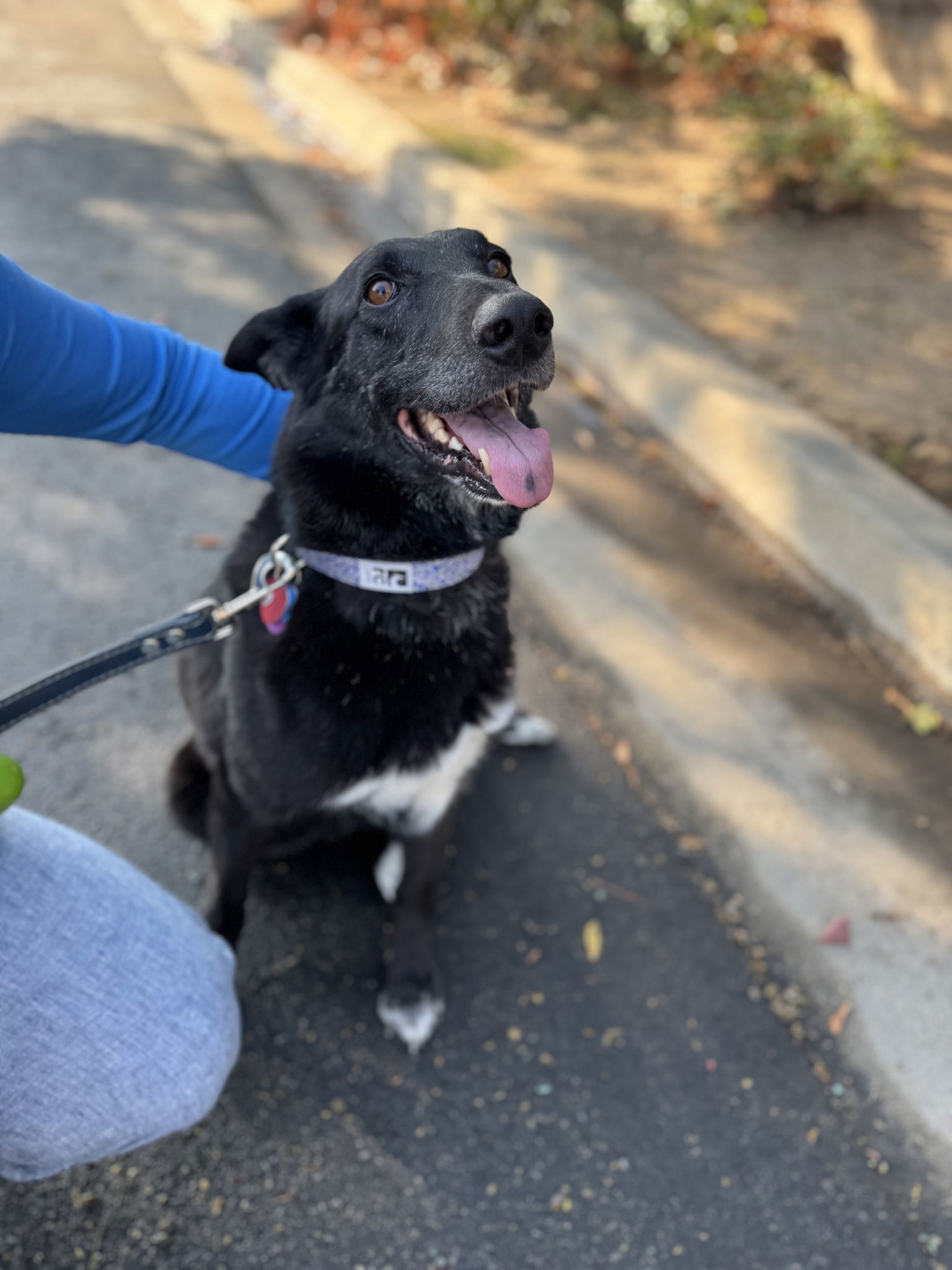 Chyna, an adoptable Border Collie, Belgian Shepherd / Malinois in Paso Robles, CA, 93446 | Photo Image 3