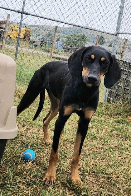 Dixie, an adoptable Black and Tan Coonhound in Butte, MT, 59701 | Photo Image 1