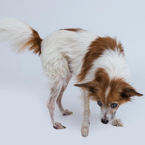 Charlie, an adoptable Pomeranian, Chihuahua in Conroe, TX, 77302 | Photo Image 4