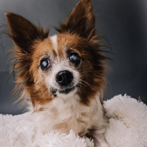Charlie, an adoptable Pomeranian, Chihuahua in Conroe, TX, 77302 | Photo Image 1