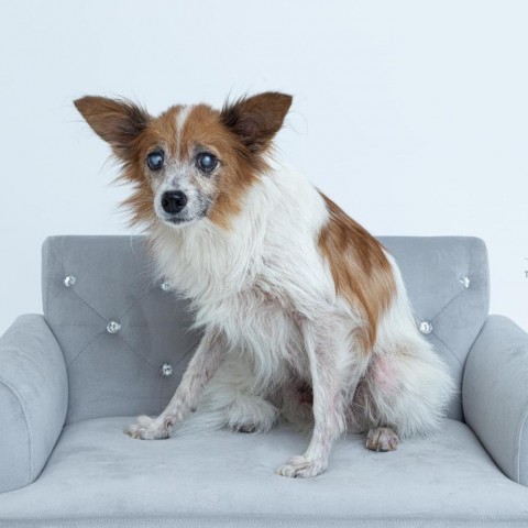Charlie, an adoptable Pomeranian, Chihuahua in Conroe, TX, 77302 | Photo Image 2