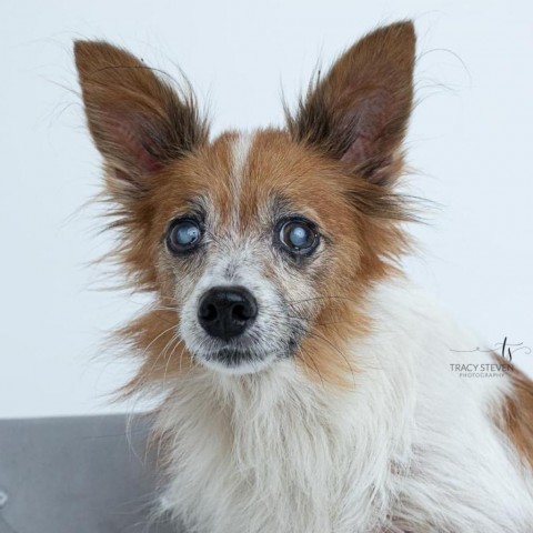 Charlie, an adoptable Pomeranian, Chihuahua in Conroe, TX, 77302 | Photo Image 3