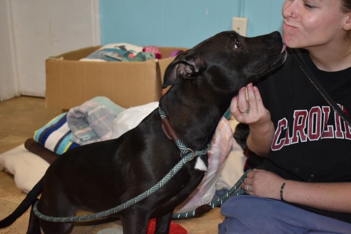 Georgia, an adoptable Black Labrador Retriever Mix in Milledgeville, GA_image-5