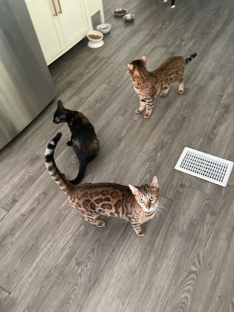 Mikey, an adoptable Bengal in Ocala, FL, 34475 | Photo Image 2