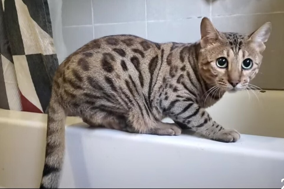 Mikey, an adoptable Bengal in Ocala, FL, 34475 | Photo Image 3