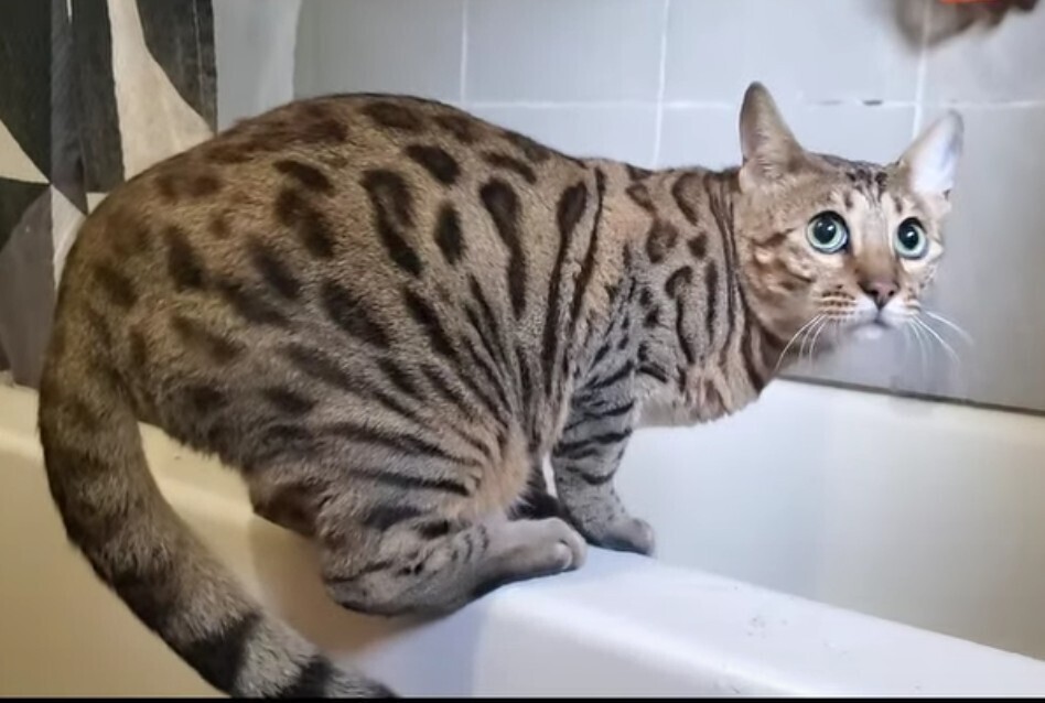 Mikey, an adoptable Bengal in Ocala, FL, 34475 | Photo Image 4