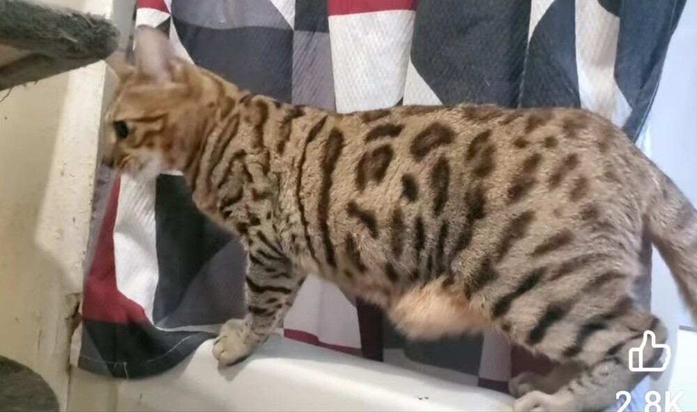 Mikey, an adoptable Bengal in Ocala, FL, 34475 | Photo Image 6
