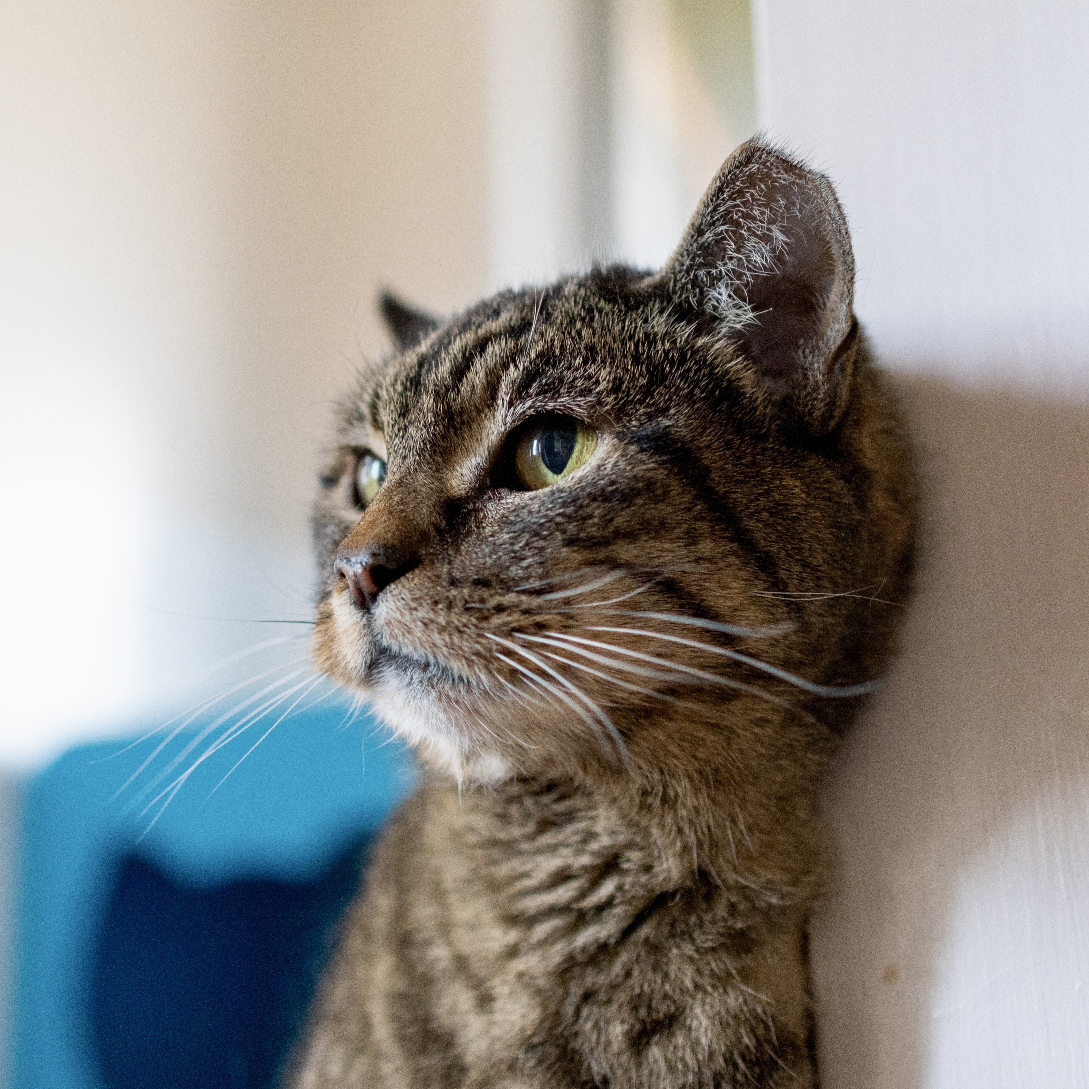 Ms. Junior [Permanent Foster], an adoptable Domestic Short Hair in Santa Fe, NM, 87501 | Photo Image 1