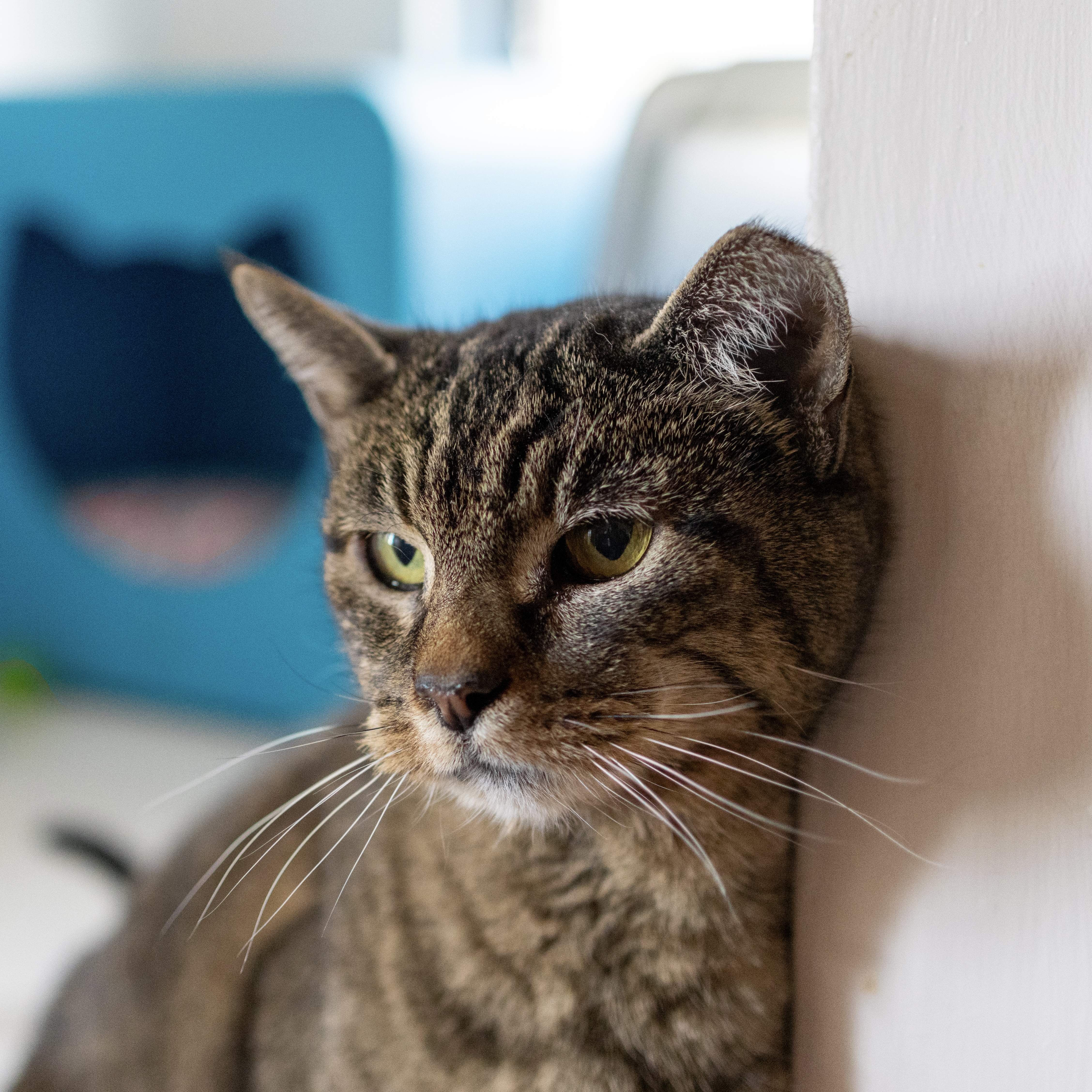 Ms. Junior [Permanent Foster], an adoptable Domestic Short Hair in Santa Fe, NM, 87501 | Photo Image 2