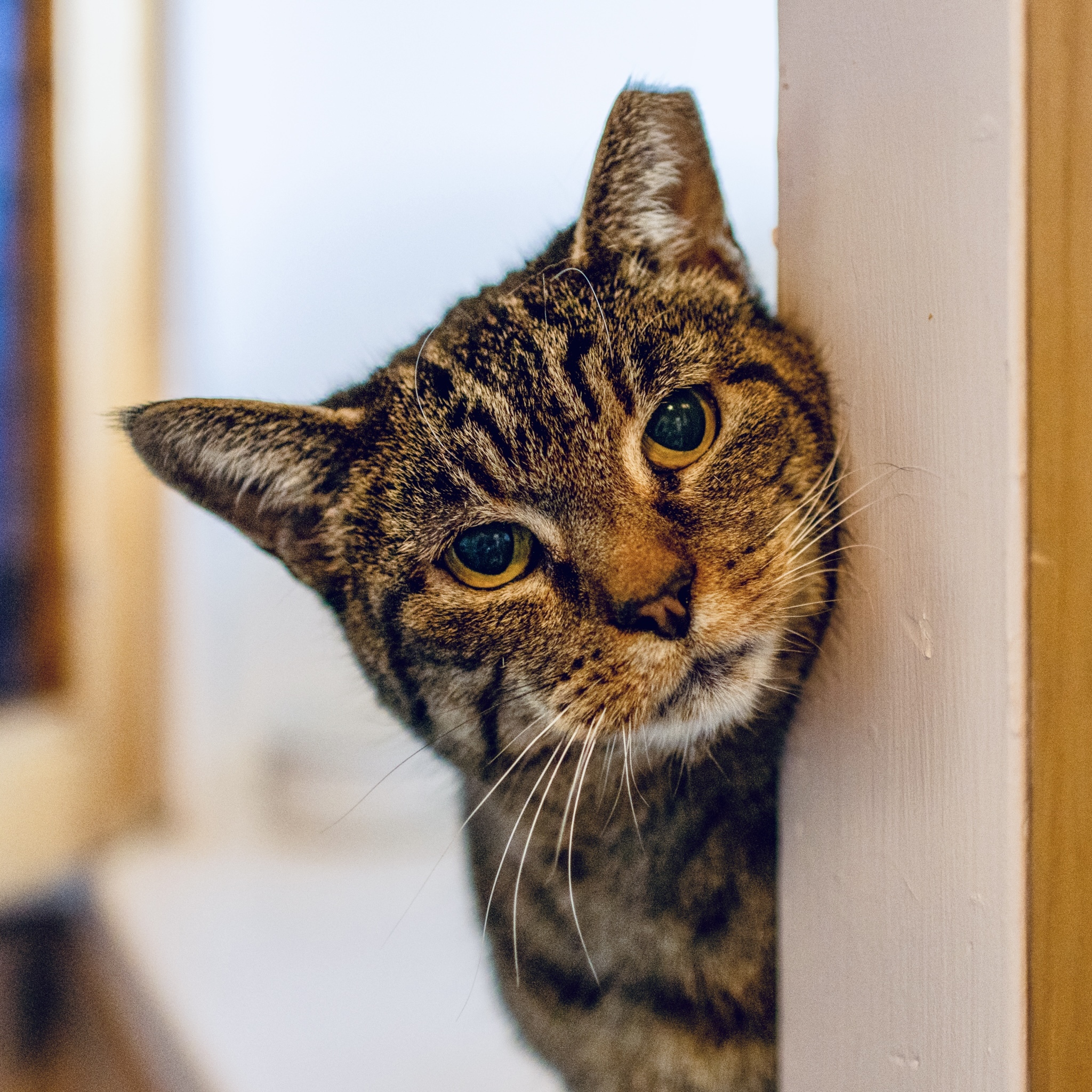 Ms. Junior [Permanent Foster], an adoptable Domestic Short Hair in Santa Fe, NM, 87501 | Photo Image 3