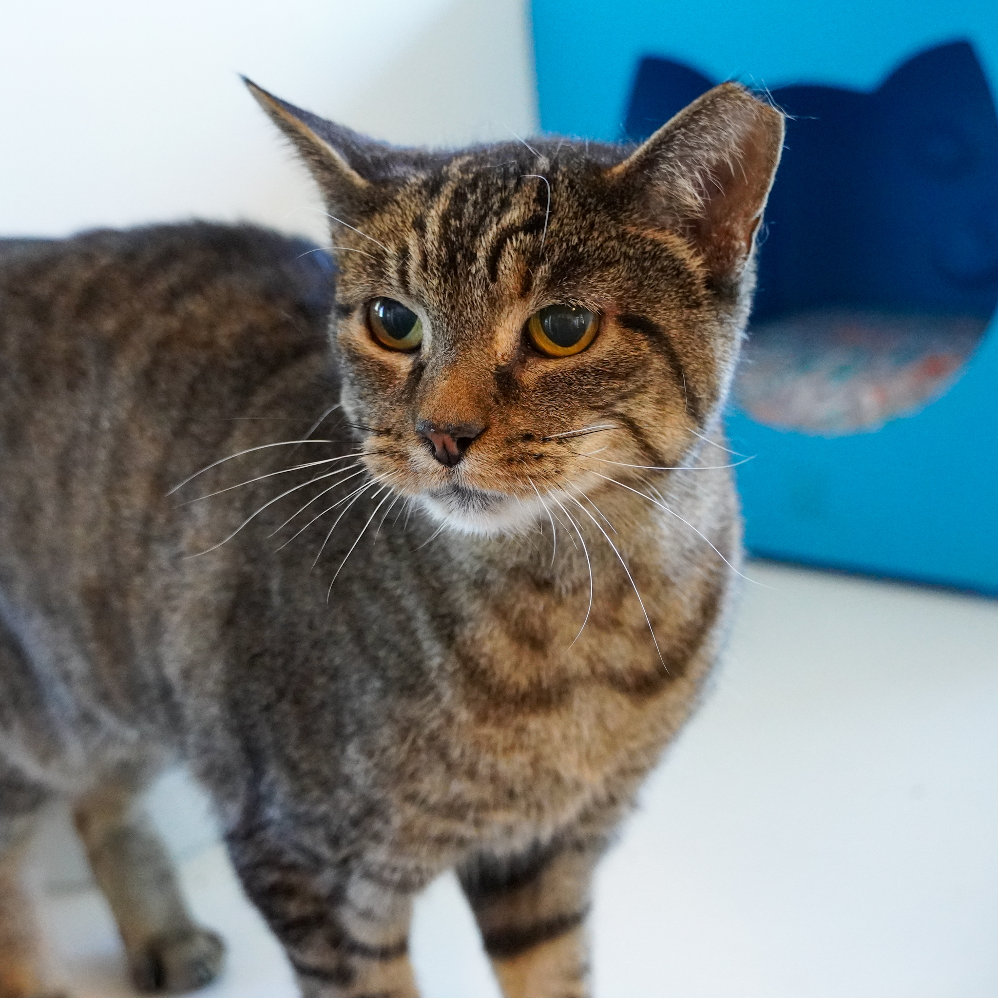 Ms. Junior [Permanent Foster], an adoptable Domestic Short Hair in Santa Fe, NM, 87501 | Photo Image 4