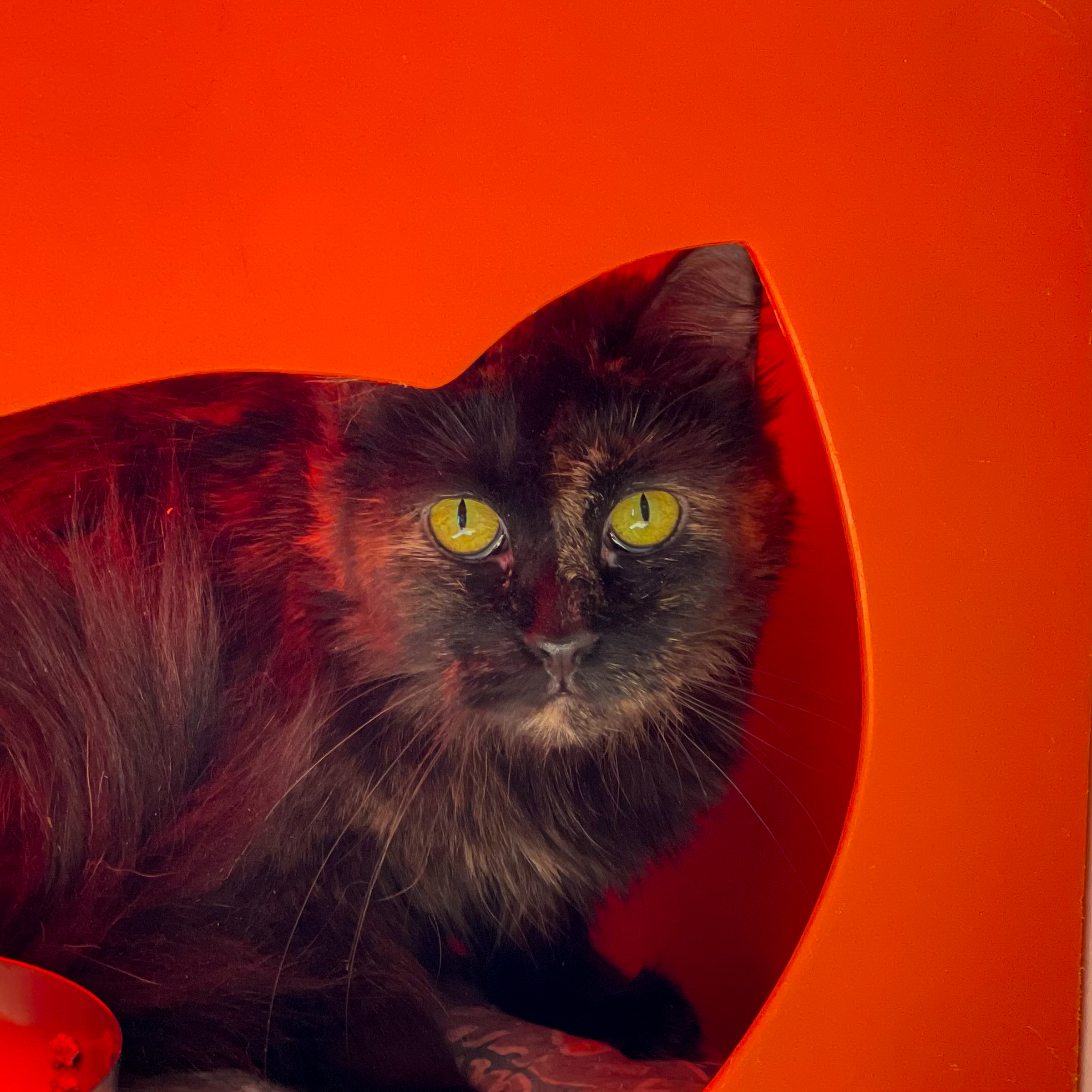 Linda, an adoptable Turkish Angora, Domestic Long Hair in Santa Fe, NM, 87501 | Photo Image 1