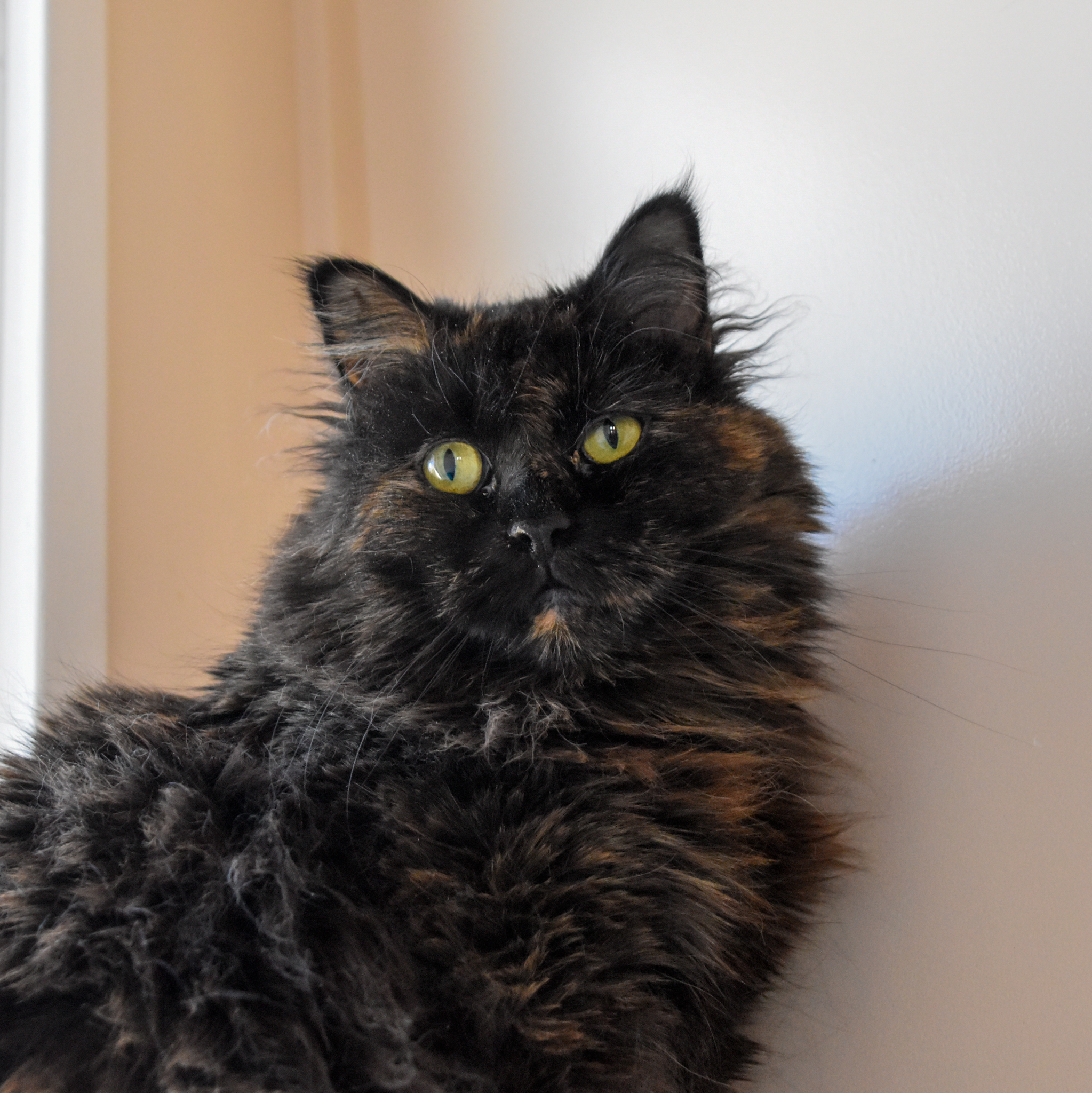 Linda, an adoptable Turkish Angora, Domestic Long Hair in Santa Fe, NM, 87501 | Photo Image 3