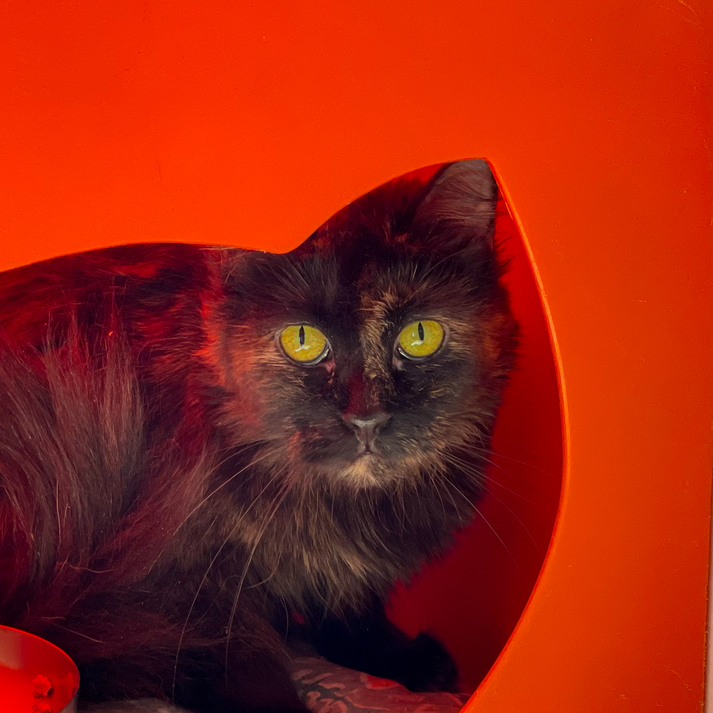 Linda, an adoptable Turkish Angora, Domestic Long Hair in Santa Fe, NM, 87501 | Photo Image 3
