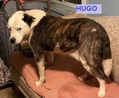Hugo 2