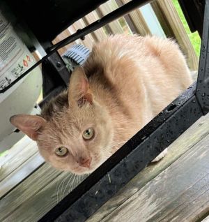 Simon