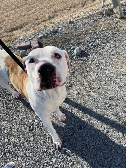 Sal, an adoptable Pit Bull Terrier, Mixed Breed in Moses Lake, WA, 98837 | Photo Image 1