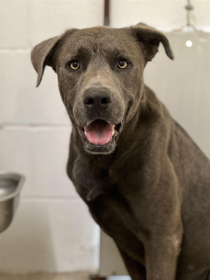Zeus, an adoptable Labrador Retriever & Pit Bull Terrier Mix in Weatherford, TX_image-3