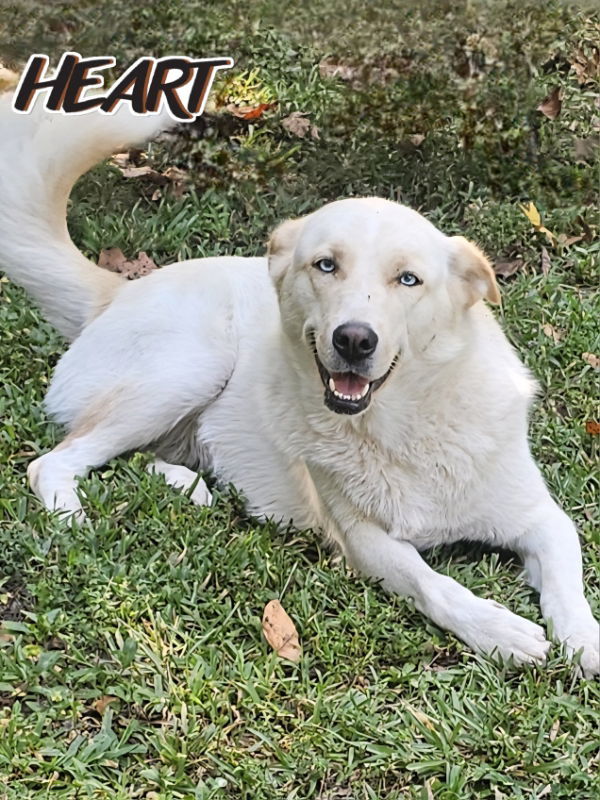 Nana, an adoptable Husky in Millersville, MD, 21108 | Photo Image 1