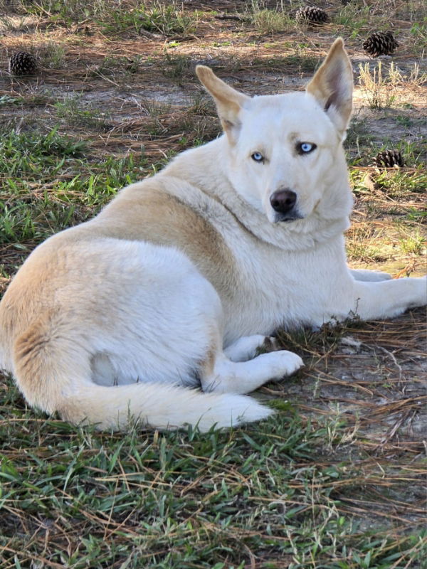 Nana, an adoptable Husky in Millersville, MD, 21108 | Photo Image 2