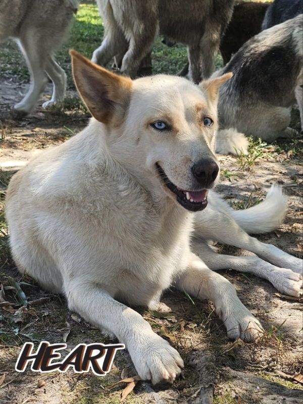 Nana, an adoptable Husky in Millersville, MD, 21108 | Photo Image 2