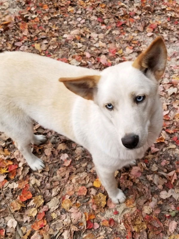 Nana, an adoptable Husky in Millersville, MD, 21108 | Photo Image 3