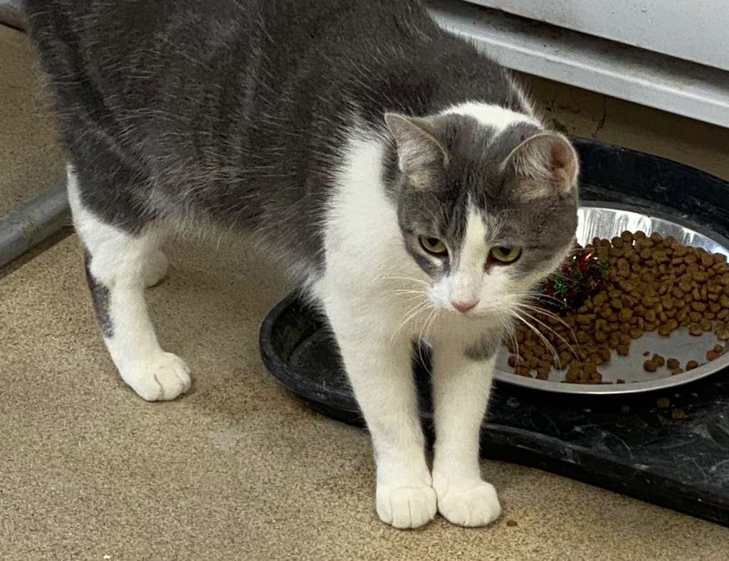 Dixie, an adoptable Domestic Long Hair in Plattsburgh, NY, 12901 | Photo Image 1