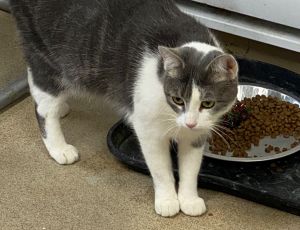 Dixie, Adult Female unknown