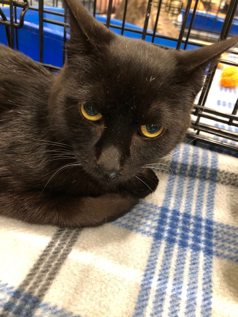 Lucy, an adoptable Domestic Short Hair in Plattsburgh, NY, 12901 | Photo Image 1