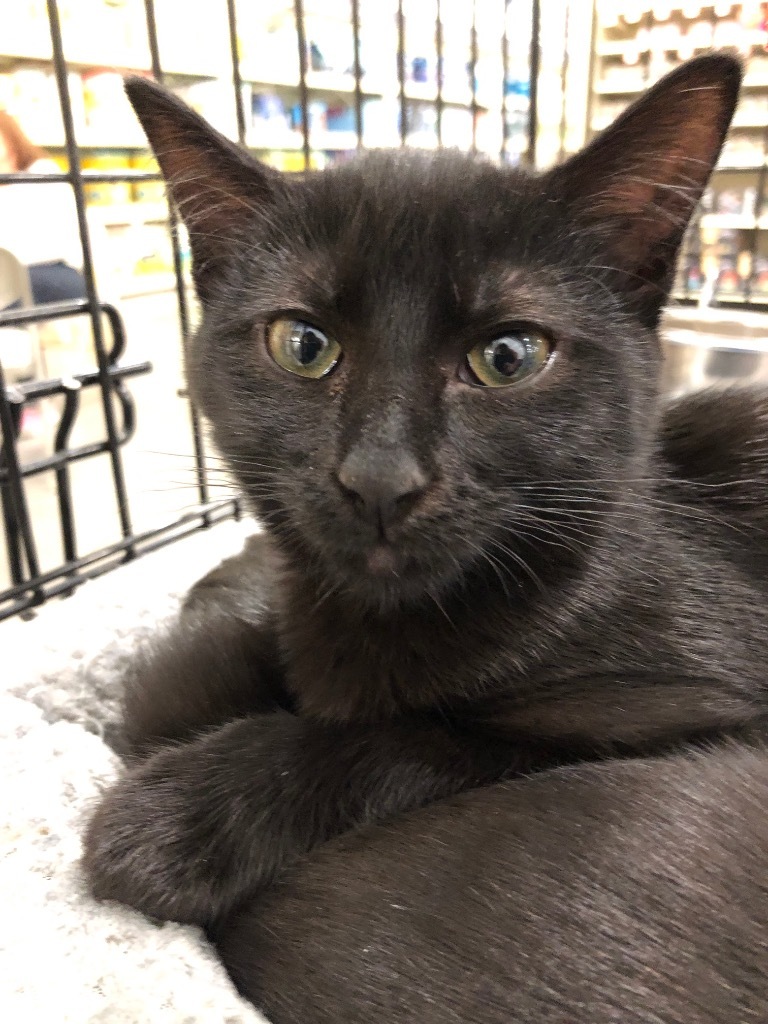 Logan, an adoptable Domestic Short Hair in Plattsburgh, NY, 12901 | Photo Image 1