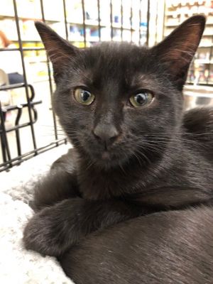 Logan, Adult Male unknown