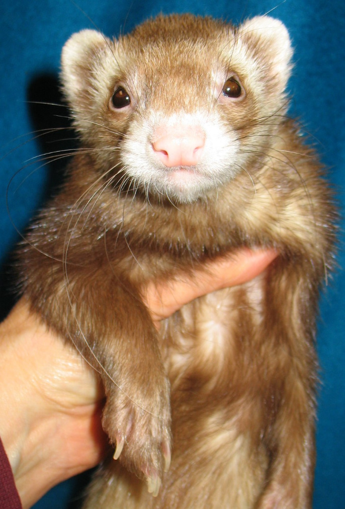 Ferret milk 2024