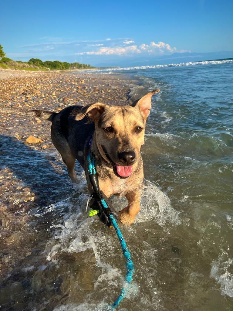 Marla, an adoptable Mixed Breed in San Juan de Abajo, NAY, 63732 | Photo Image 2