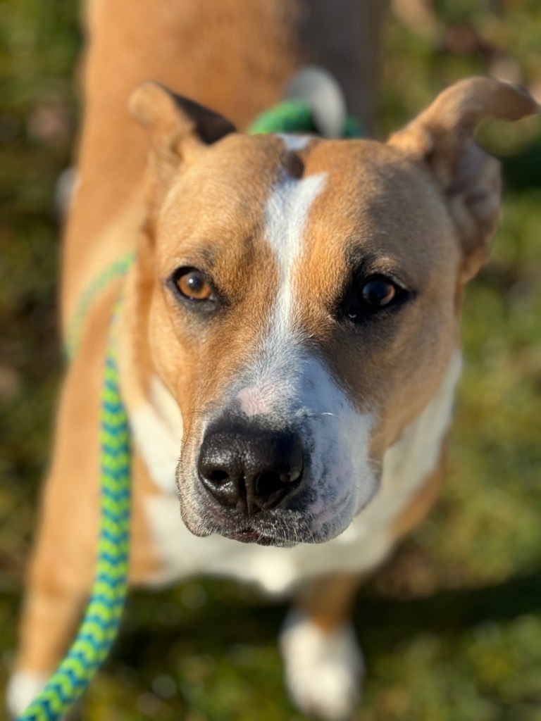 Darla, an adoptable Pit Bull Terrier in Liverpool, NY, 13088 | Photo Image 1