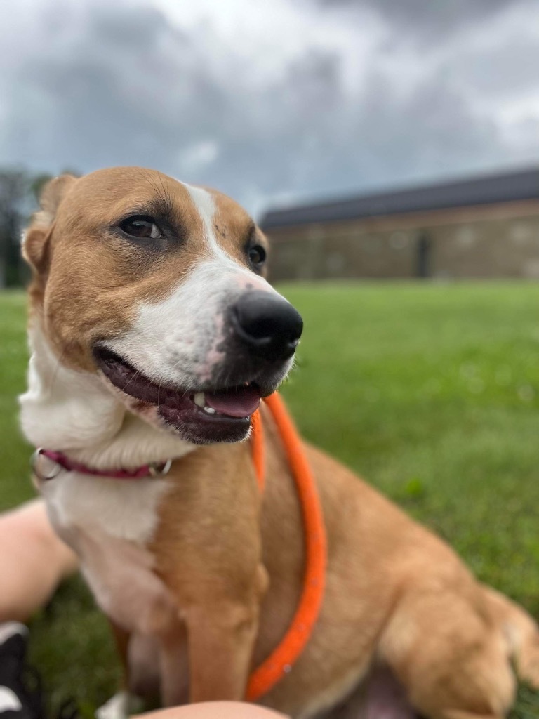 Darla, an adoptable Pit Bull Terrier in Liverpool, NY, 13088 | Photo Image 2